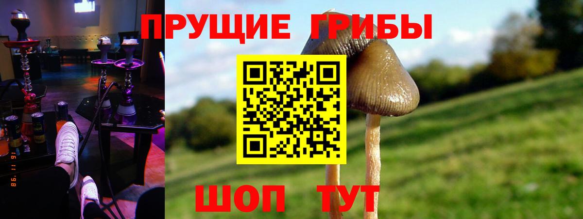 Псилоцибиновые грибы Psilocybe Выкса